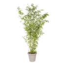 Natuurlijke bamboeplant | Decoroom