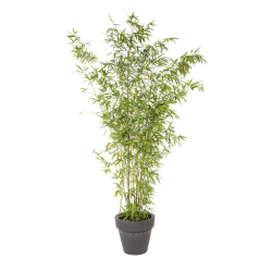 Natuurlijke Plant Bamboe | Decoroom