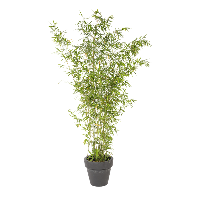 Natuurlijke Plant Bamboe | Decoroom