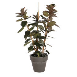 Natuurlijke plant Ficus d'Abidjan | Decoroom