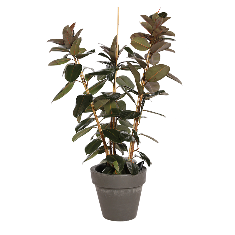 Natuurlijke plant Ficus d'Abidjan | Decoroom