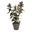 Natuurlijke plant Ficus d'Abidjan | Decoroom