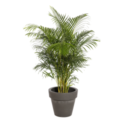 Natural plant Kentia 78in | Decoroom