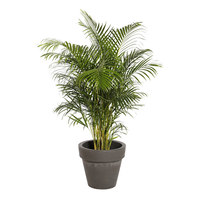 Natural plant Kentia 78in | Decoroom