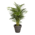 Natural plant Kentia 78in | Decoroom