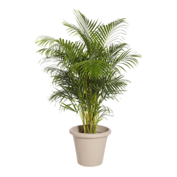 Natuurlijke plant Kentia 2,8el | Decoroom