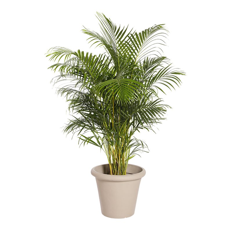 Natural plant Kentia 78in | Decoroom