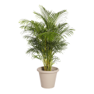 Natural plant Kentia 78in | Decoroom