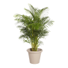 Plante Naturelle Kentia 200cm