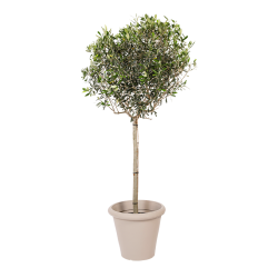 Natuurlijke plant Olijf | Decoroom