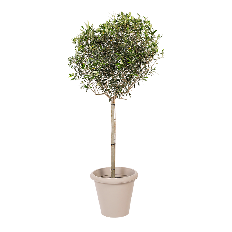 Natuurlijke plant Olijf | Decoroom