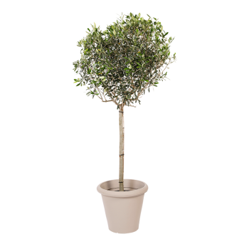 Natuurlijke plant Olijf | Decoroom