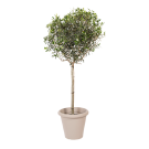 Natuurlijke plant Olijf | Decoroom