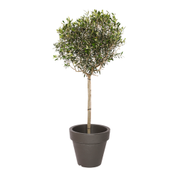 Natuurlijke plant Olijf | Decoroom