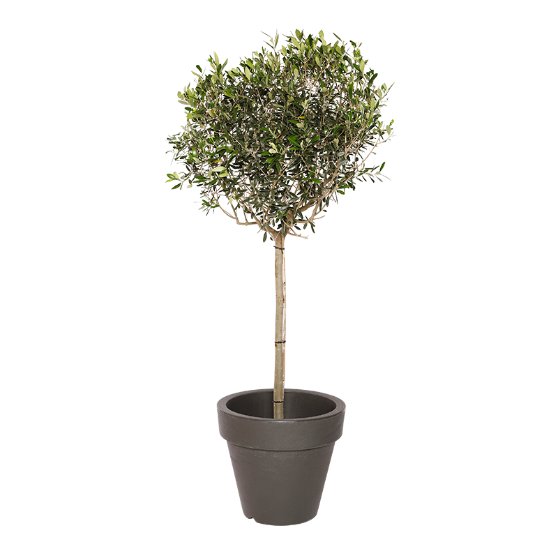 Natuurlijke plant Olijf | Decoroom