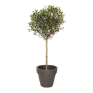 Natuurlijke plant Olijf | Decoroom