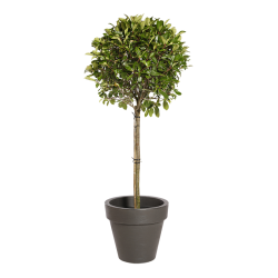 Natuurlijke plant Photinia Stengel | Decoroom