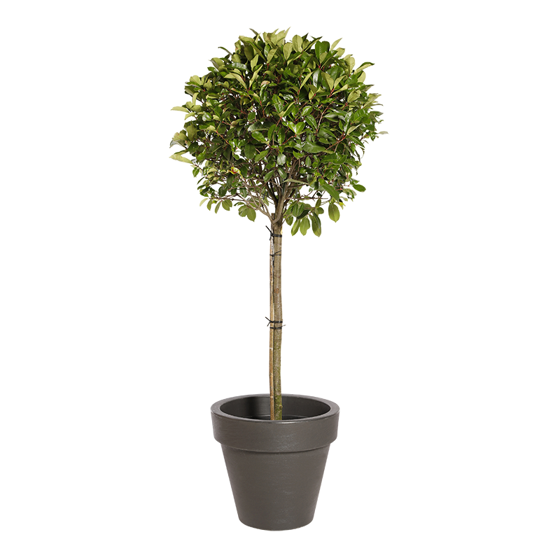 Natuurlijke plant Photinia Stengel | Decoroom