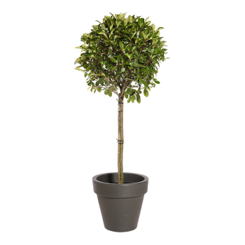 Natuurlijke plant Photinia Stengel | Decoroom