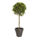 Natuurlijke plant Photinia Stengel | Decoroom