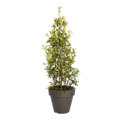 Natuurlijke plant Photinia piramide | Decoroom