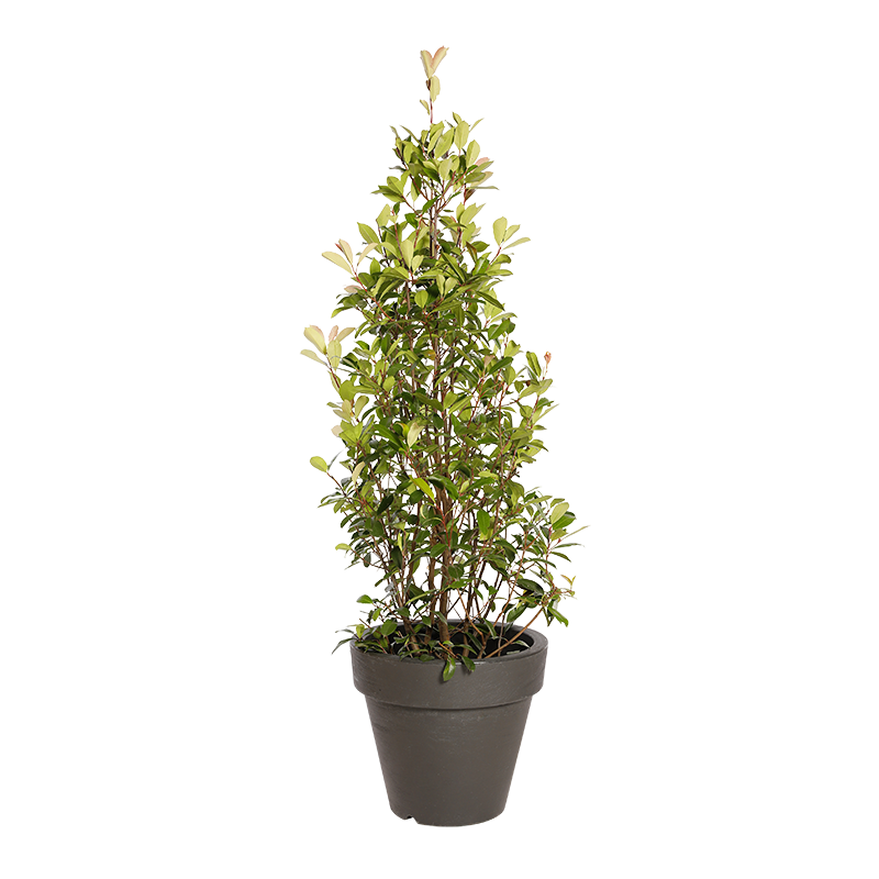 Natuurlijke plant Photinia piramide | Decoroom