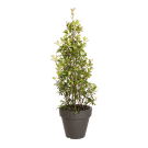 Natuurlijke plant Photinia piramide | Decoroom