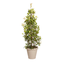 Natuurlijke plant Photinia piramide | Decoroom