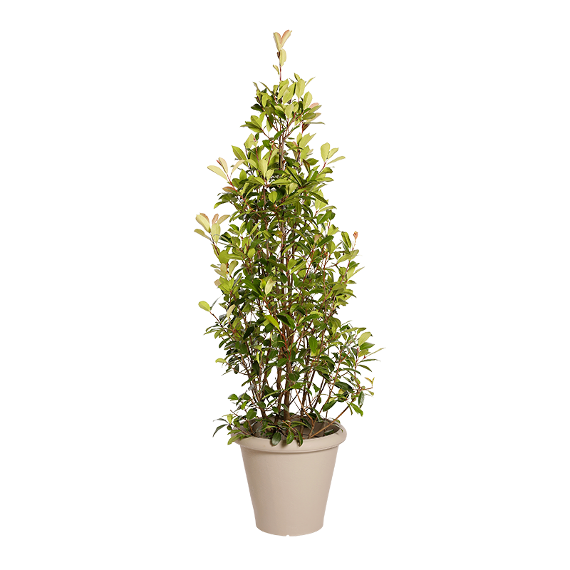 Natuurlijke plant Photinia piramide | Decoroom