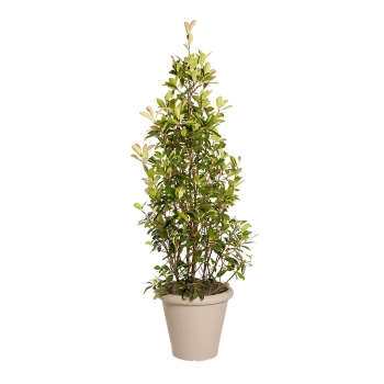 Natuurlijke plant Photinia piramide | Decoroom