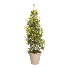 Natural Plant Photinia Pyramid | Decoroom