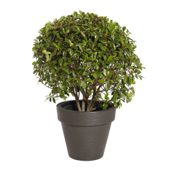 Natural Plant Photinia Boule | Decoroom