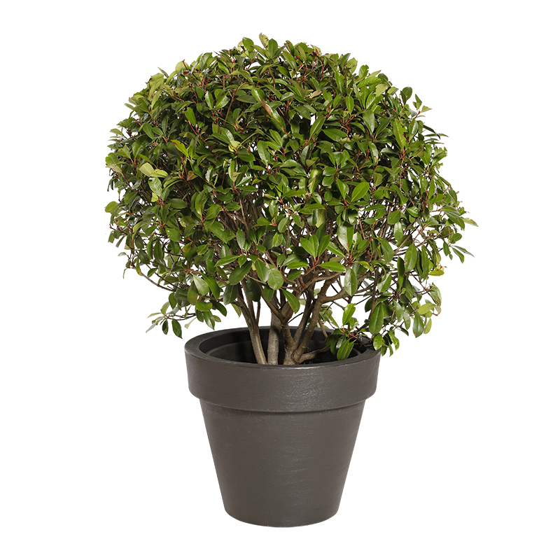 Natuurlijke Plant Photinia Boule | Decoroom