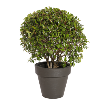 Plante Naturelle Photinia Boule | Decoroom