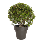 Natural Plant Photinia Boule | Decoroom