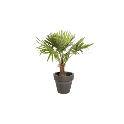 Plante Naturelle Palmier | Decoroom