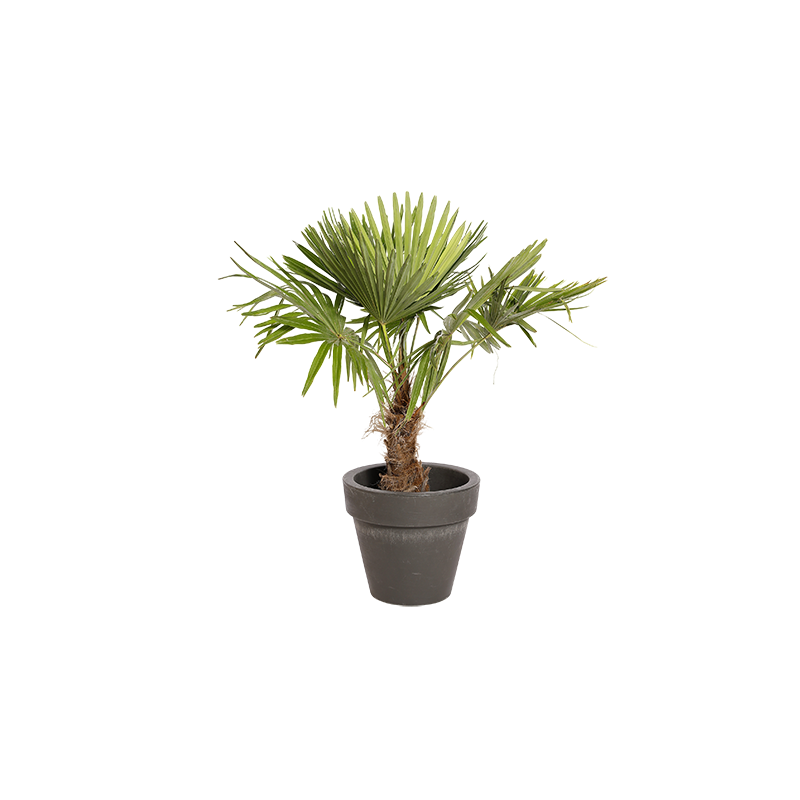 Plante Naturelle Palmier 100cm - Decoroom