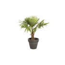 Plante Naturelle Palmier 100cm - Decoroom