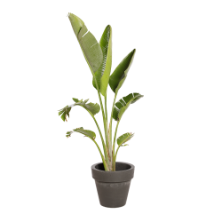 Natuurlijke Plant Strelitzia | Decoroom