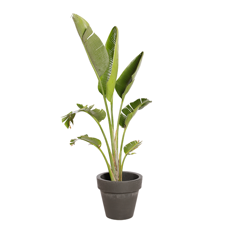 Natuurlijke Plant Strelitzia | Decoroom