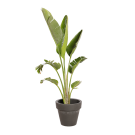 Natuurlijke Plant Strelitzia | Decoroom