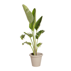 Natuurlijke Plant Strelitzia | Decoroom