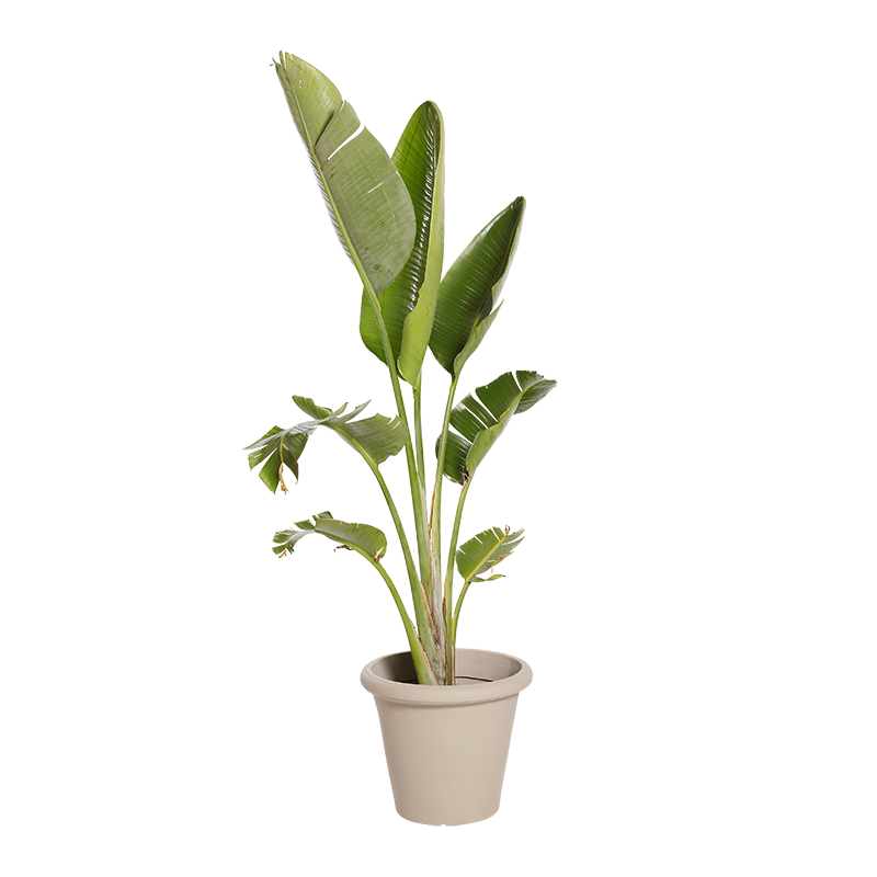 Natuurlijke Plant Strelitzia | Decoroom