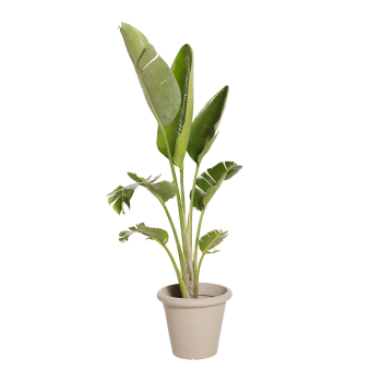 Natuurlijke Plant Strelitzia | Decoroom