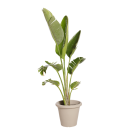 Natuurlijke Plant Strelitzia | Decoroom