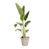 Plante Naturelles Strelitzia