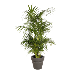 Natural Plant Kentia H160 | Decoroom