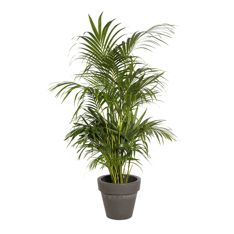 Natural Plant Kentia H160 | Decoroom