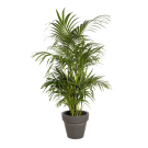 Natural Plant Kentia H160 | Decoroom