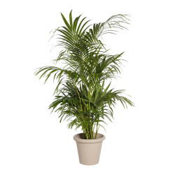 Natural Plant Kentia H160 | Decoroom